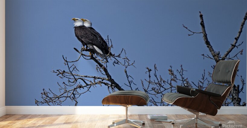 Bald Eagle Pair perfectly aligned Wall Murals