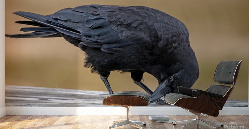 American Crow bending over for crumbs Wall Murals