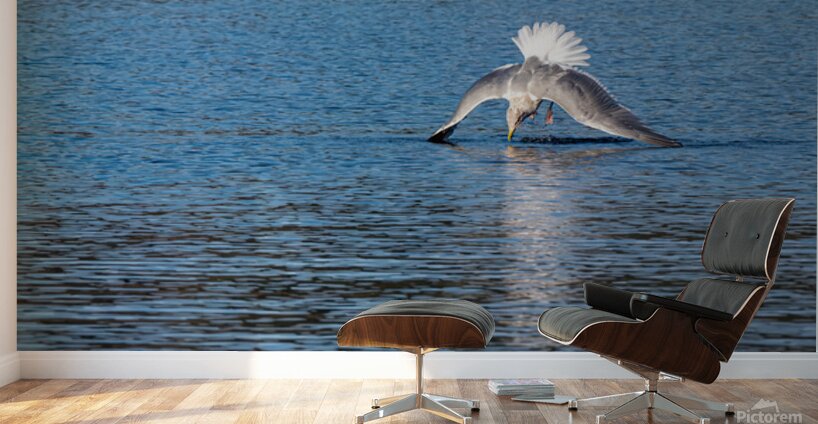 Gulls Dramatic Dive Wall Murals