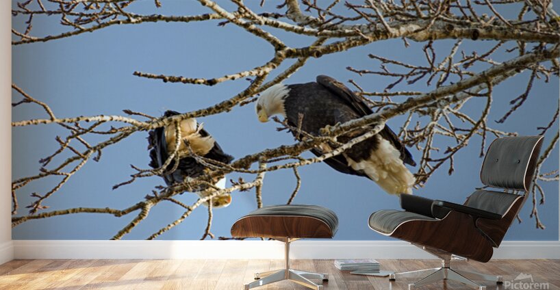 Bald Eagle pair looking into each others eyes Wall Murals