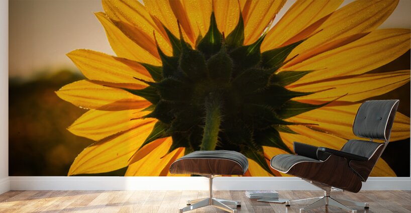 Solar Wall Murals