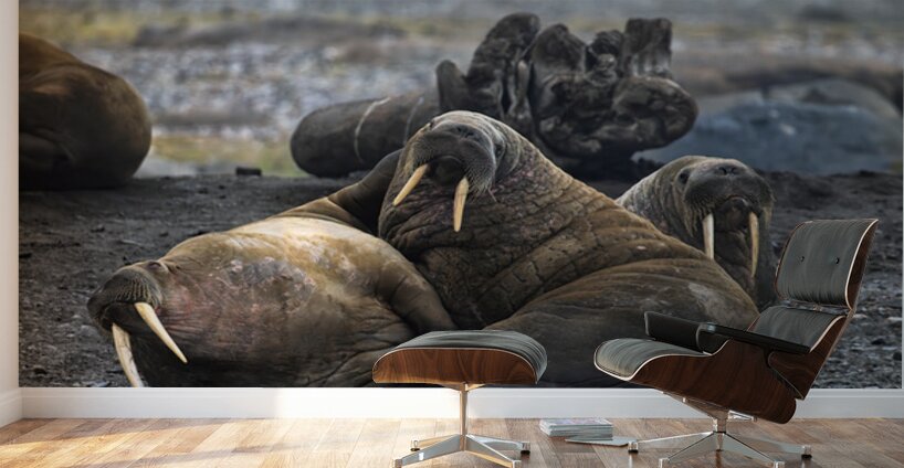 WALRUS TRIO Wall Murals