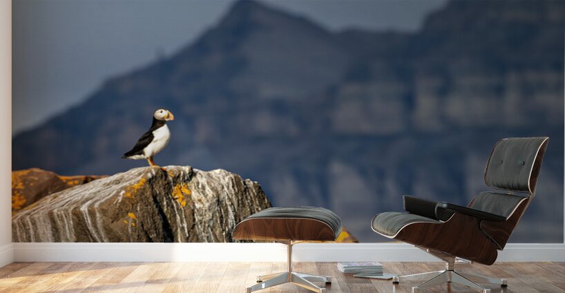 LAND OF THE PUFFIN Wall Murals