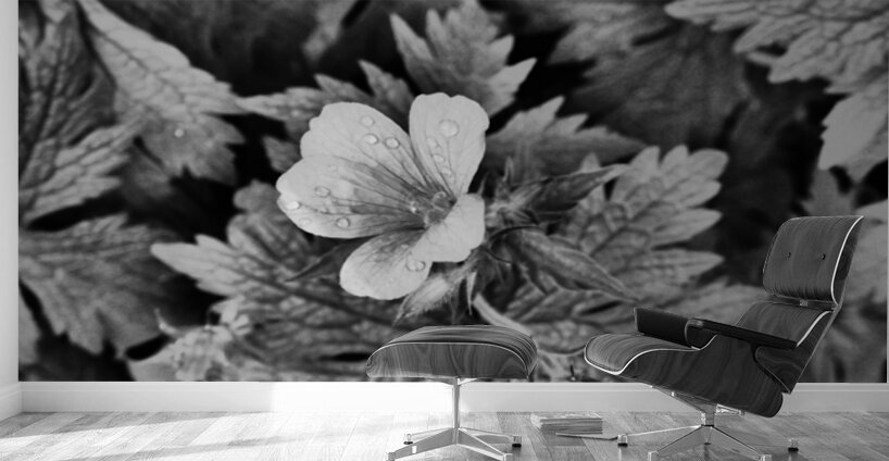 Monochrome Dew Kissed Geranium   Wall Murals
