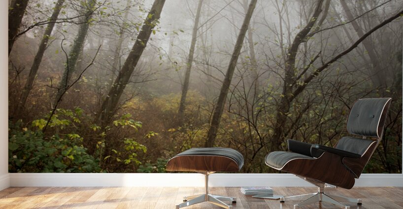 The Enchanted Forest Wall Murals