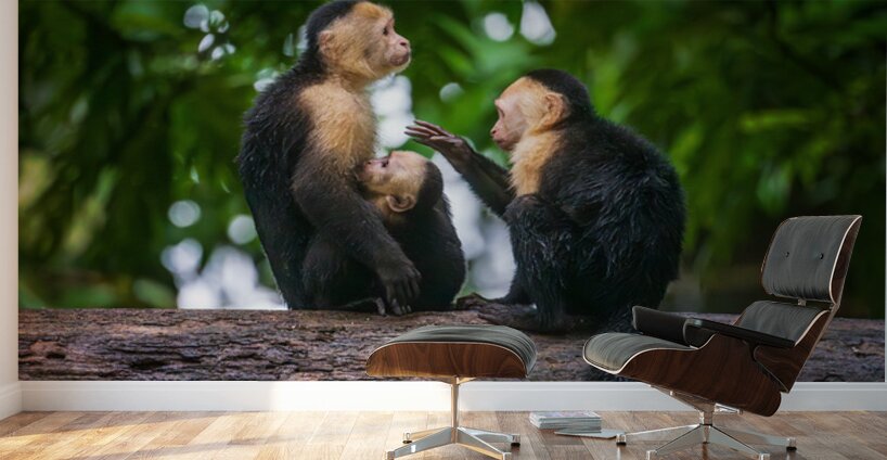 Close up of a family or group of white faced Capuchin Monkeys in Wall Murals