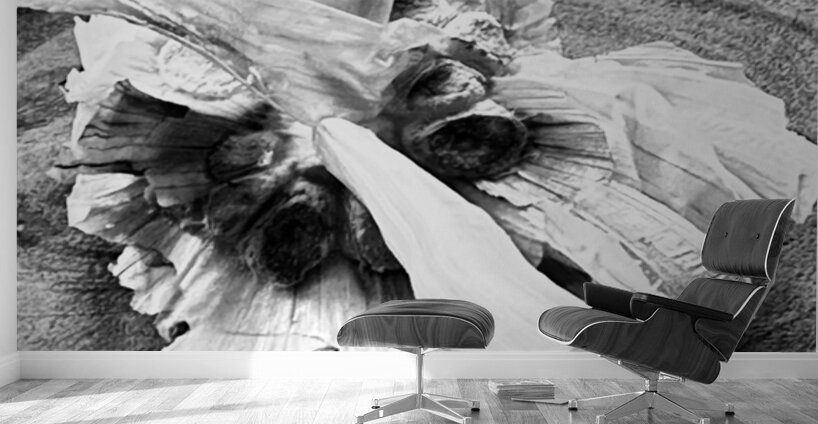 Found Grace Wall Murals