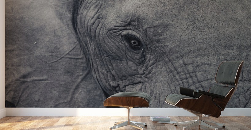 Elephant Eyes Wall Murals