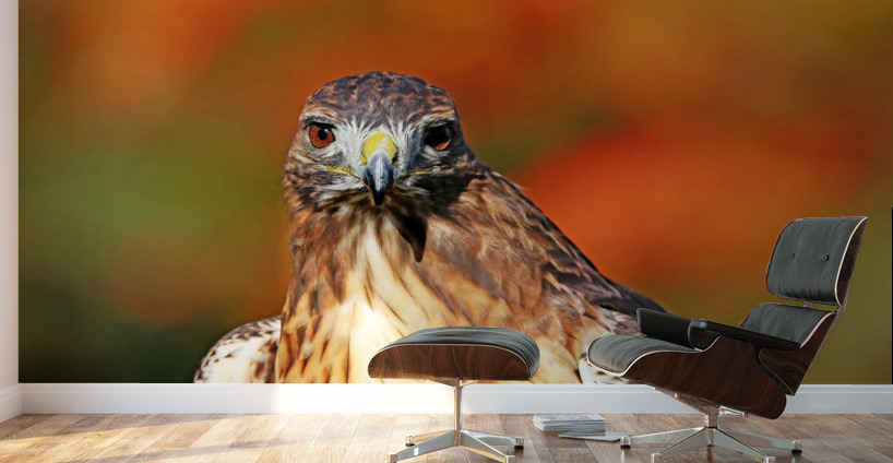 Red Tailed Hawk Stare Wall Murals
