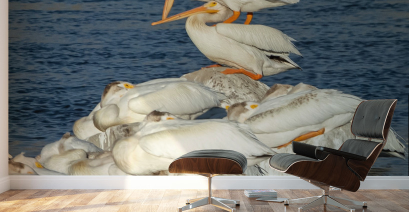 Dominant Pelican Wall Murals