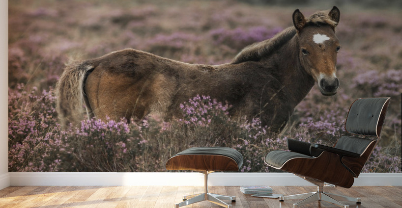 Wild Horses, New Forest Wall Murals