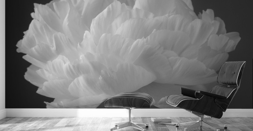 Peony flower Wall Murals