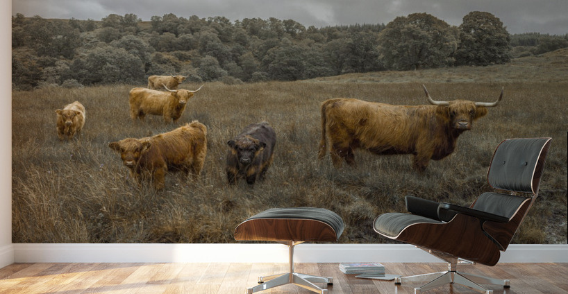 Highland Cows Wall Murals