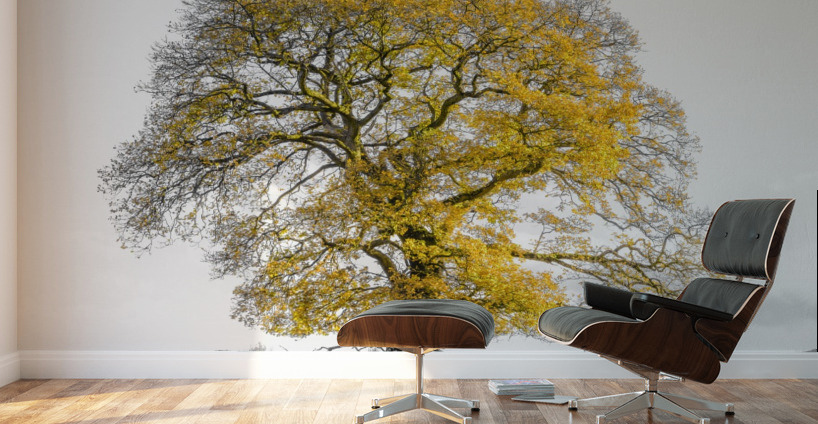 Tree on a hill, yellow, gold Wall Murals