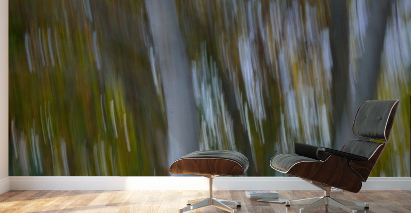 Birch Trees Autumn Wall Murals