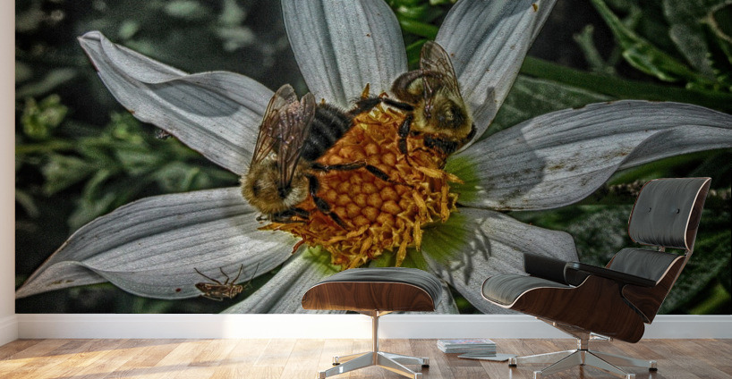 bees Wall Murals