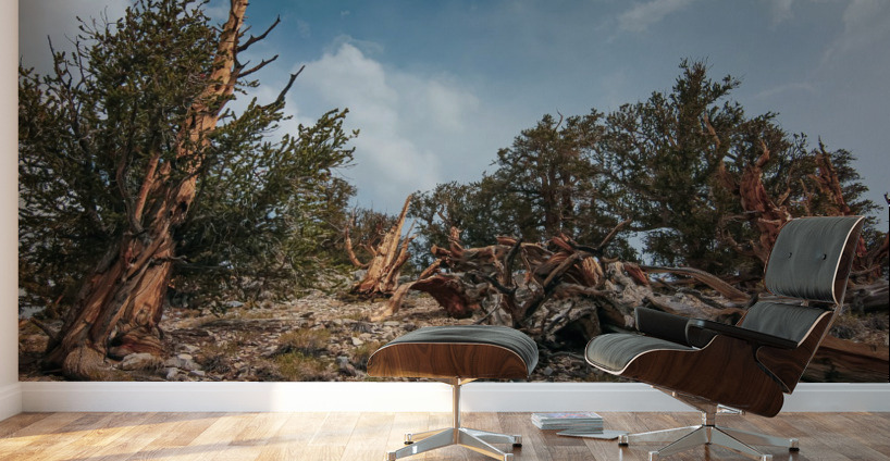 To The Top Wall Murals