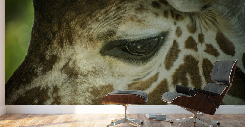 20181104 DSC 0225  3  Wall Murals