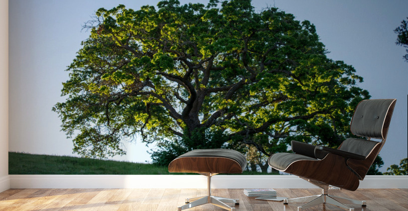 20190418 DSC 0043 Wall Murals