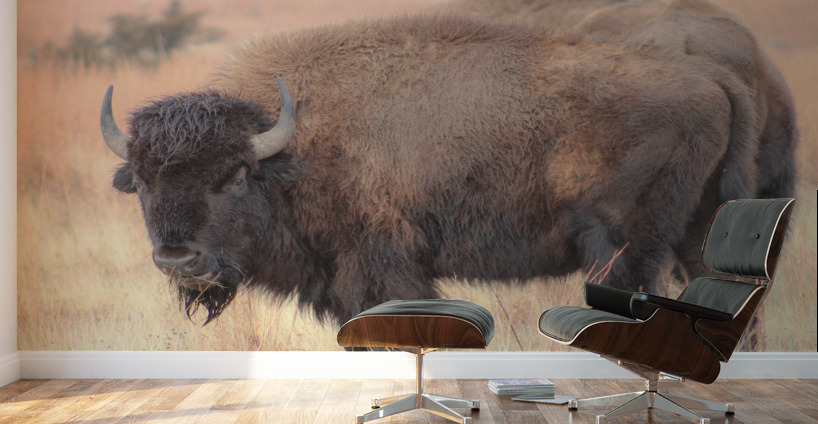 Perfect Eyebrows Wall Murals