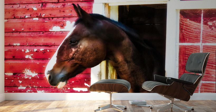 Horse Wall Murals