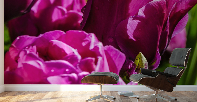 Super Closeup Spring Tulip Flowers from Keukenhof in the Netherlands 21 of 36 Wall Murals