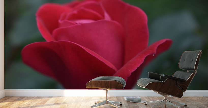 22EA81AB 4C66 4EBB B39D BE8151FCD829 Wall Murals