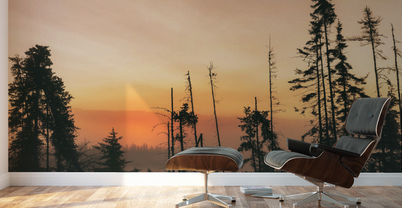 Nature sauvage Wall Murals