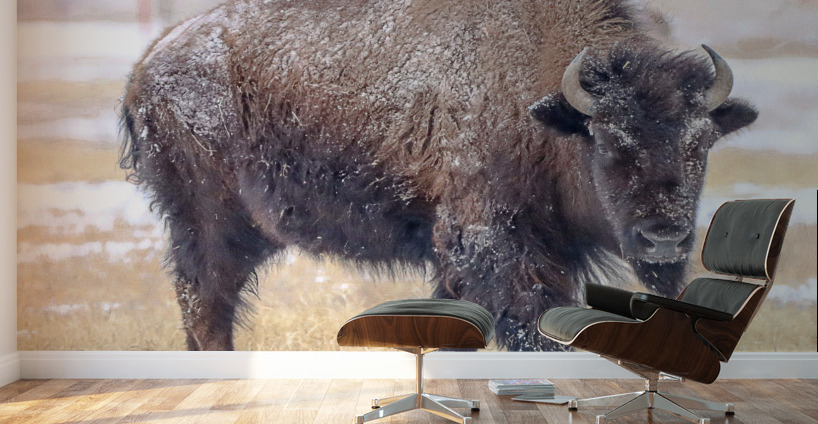 Baby Its Cold Impression murale