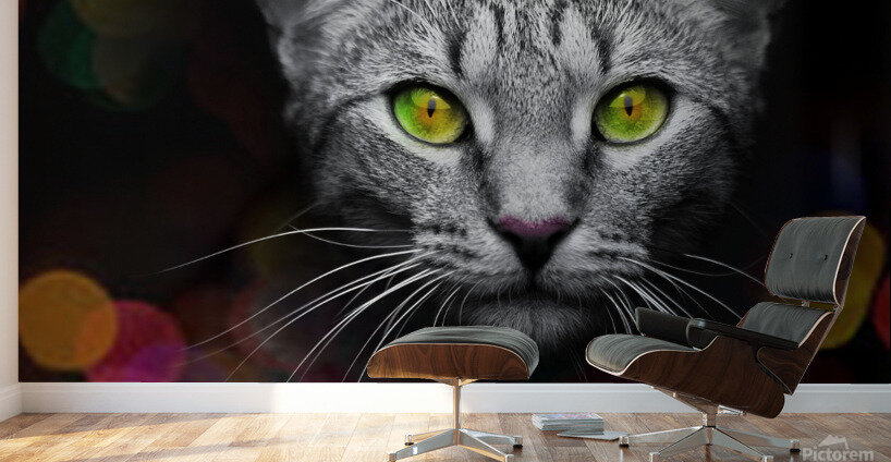 cat bokeh  Wall Murals