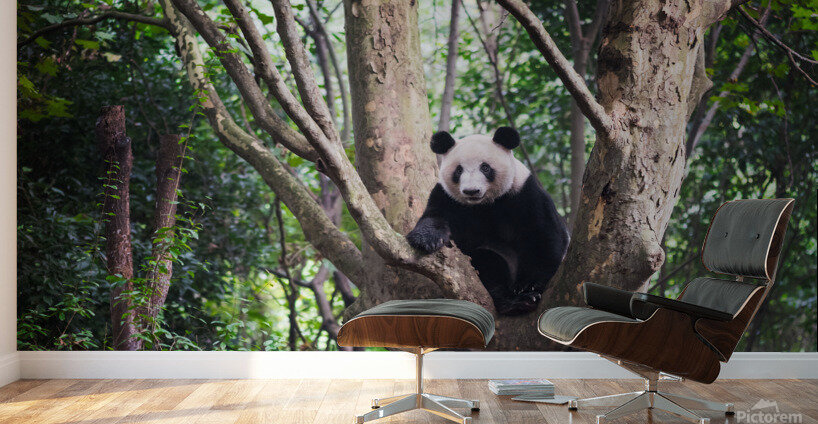 Giant panda in a tree  in Chengdu Wall Murals
