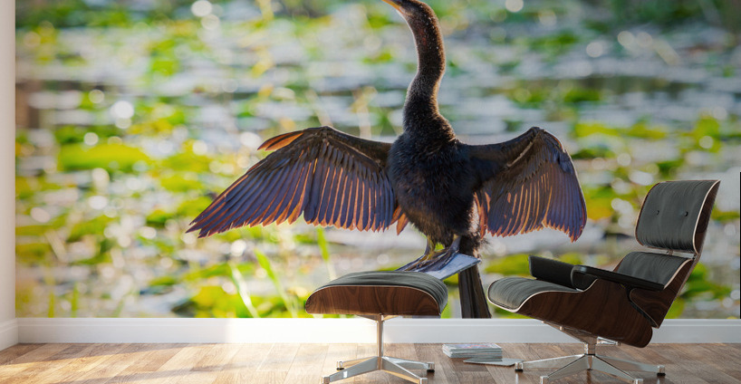 Anhinga bird drying its feathers in Everglades Wall Murals