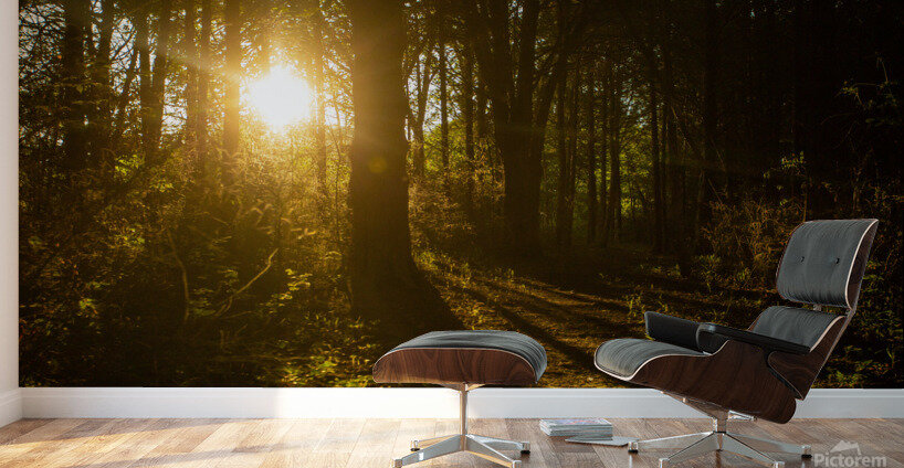 Nature Photography - Golden Path - Towne Park MO Wall Murals