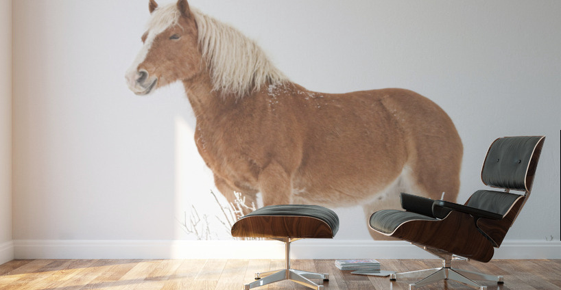 Smiling Palomino Snow Wall Murals