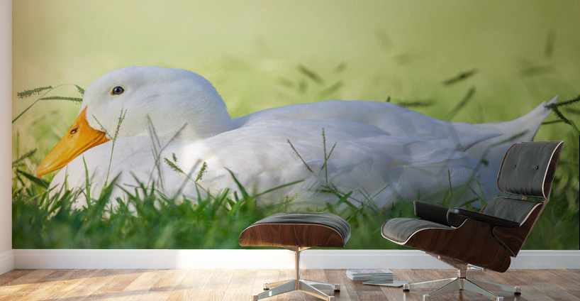 American Perking Duck On The Farm  Wall Murals