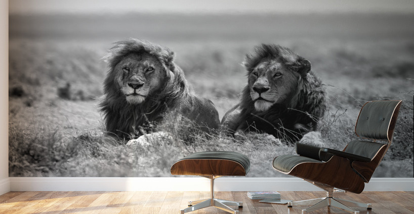 Two kings Wall Murals