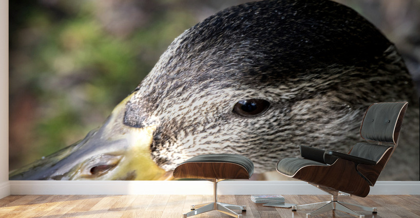 Macro canard Wall Murals