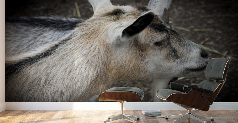 Chevre et compagnon Wall Murals