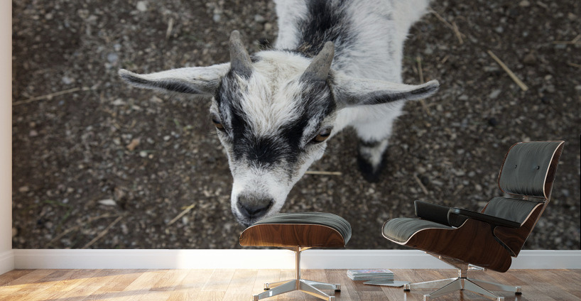 Bebe chevre Impression murale