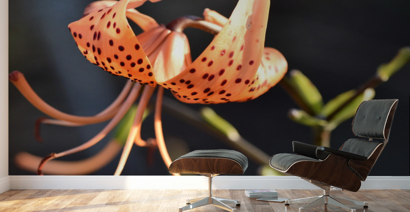 Lys au soleil dete Wall Murals