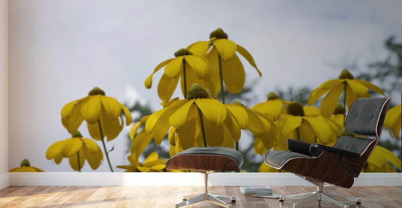 Tournesol naturel Wall Murals