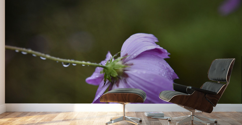 Macros sous la pluie Wall Murals