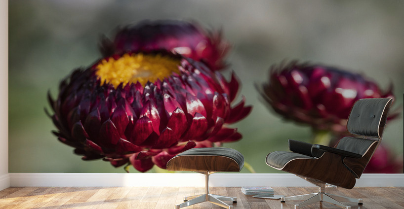  immortelle a bracteesfleur Impression murale