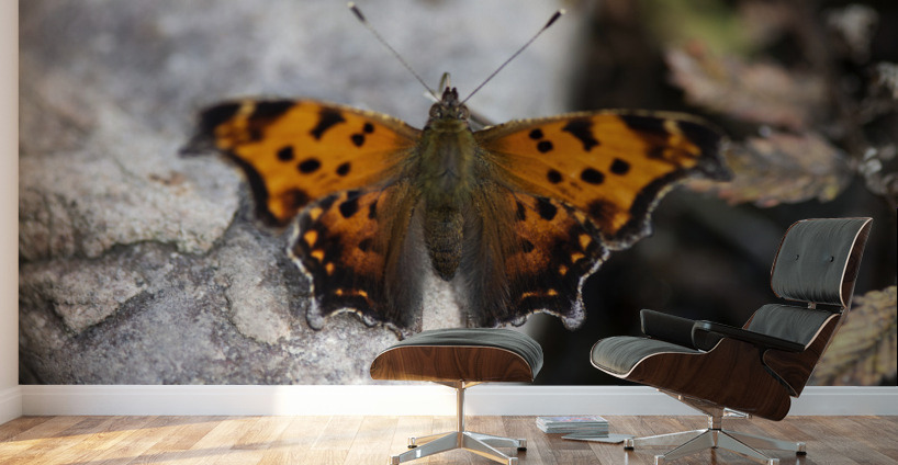 Resting Radiance: Orange-Winged Butterfly on Grey Rock Wall Murals