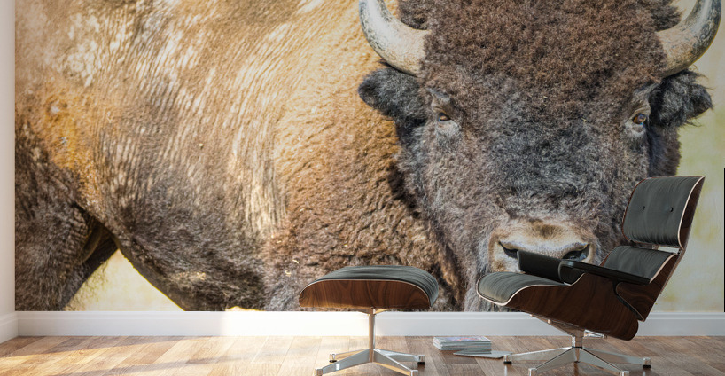 Stare Down Impression murale