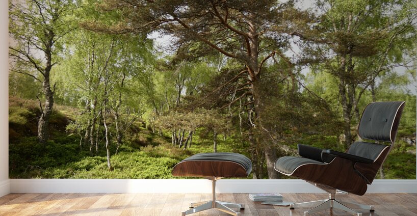 Fairy Tale Lands of the Scottish Highlands. Wall Murals