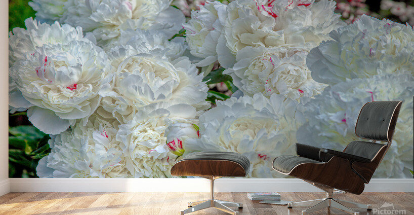 Group of White Peonies Wall Murals