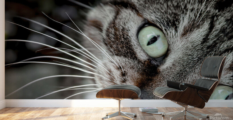 Chatty Cat Following Me Wall Murals