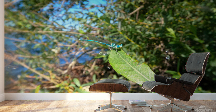 Timmy Dragonfly Wall Murals