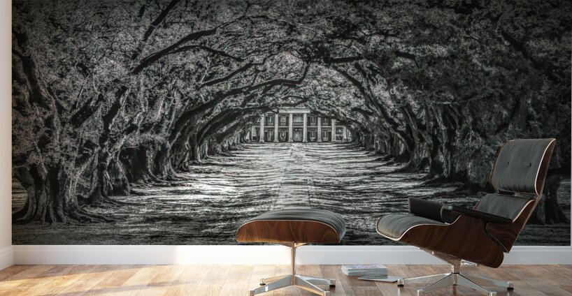 Oak Alley Canopy in Black and White Wall Murals